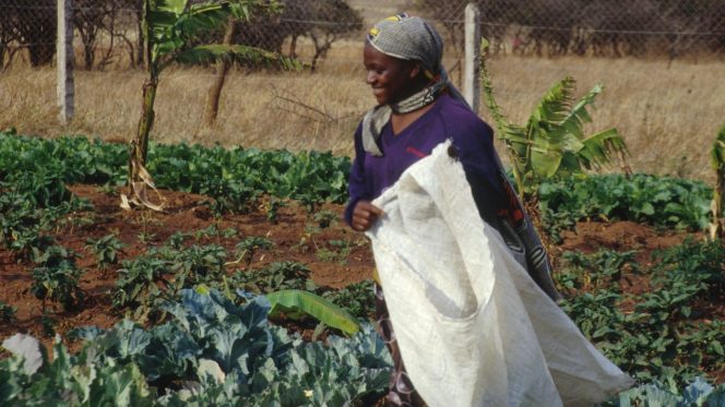 Africa, donna, agricoltura
